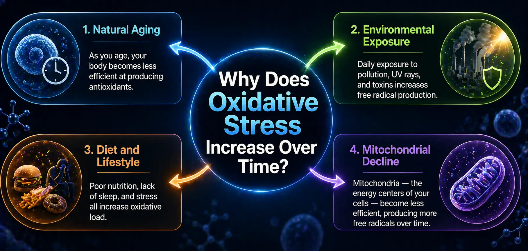 Why Does Oxidative Stress Increase Over Time