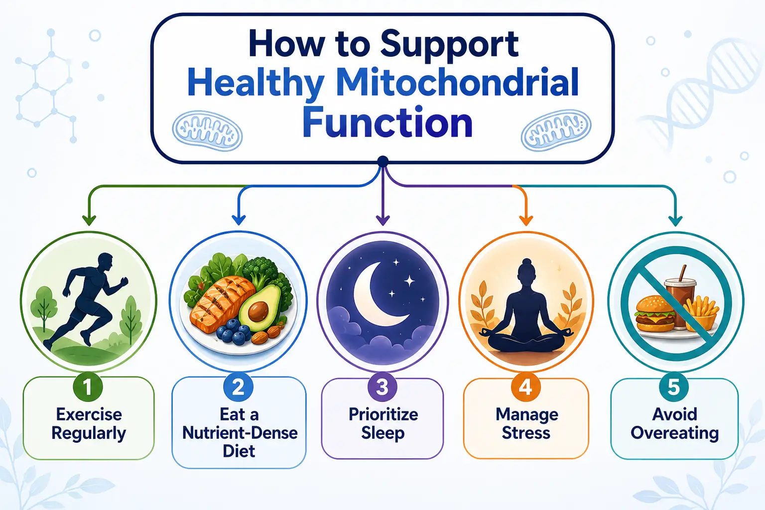 How to Support Healthy Mitochondrial Function W