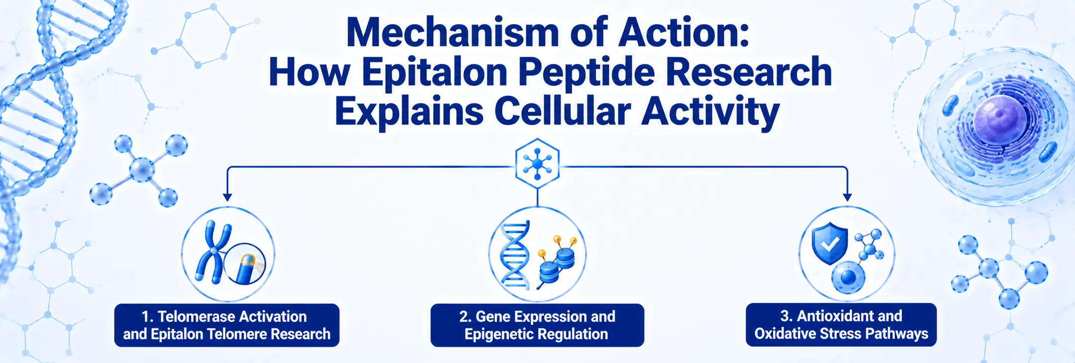 Epitalon peptide research pathways involving telomerase gene expression and oxidative stress