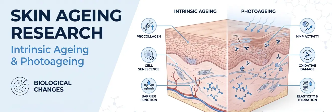 How Are Peptides Studied in Skin Ageing Research