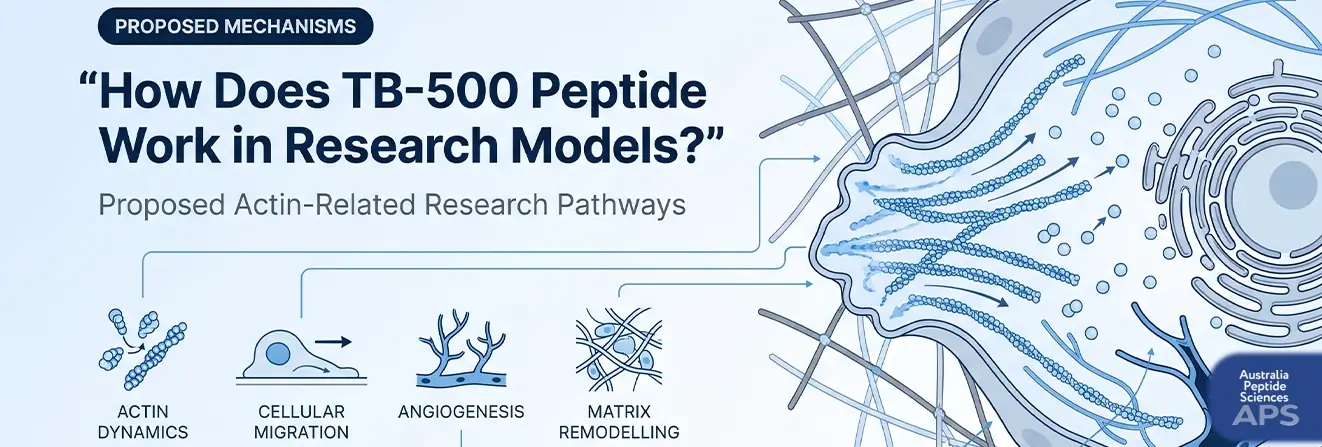 How Does TB-500 Peptide Work in Research Models