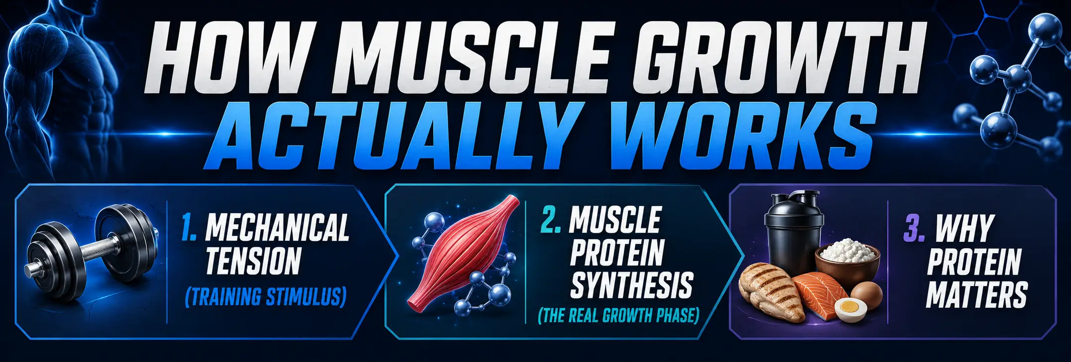 How Muscle Growth Actually Works