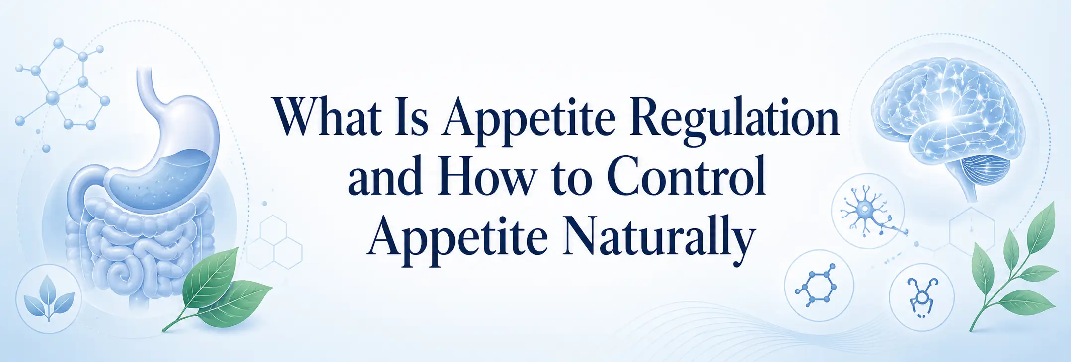 What Is Appetite Regulation and How to Control Appetite Naturally