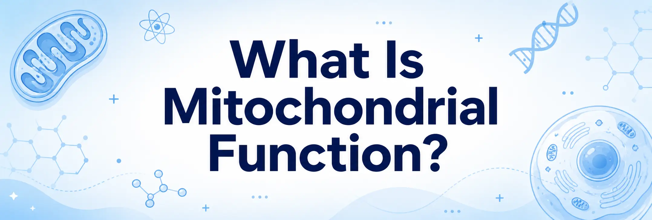 what-is-mitochondrial-function