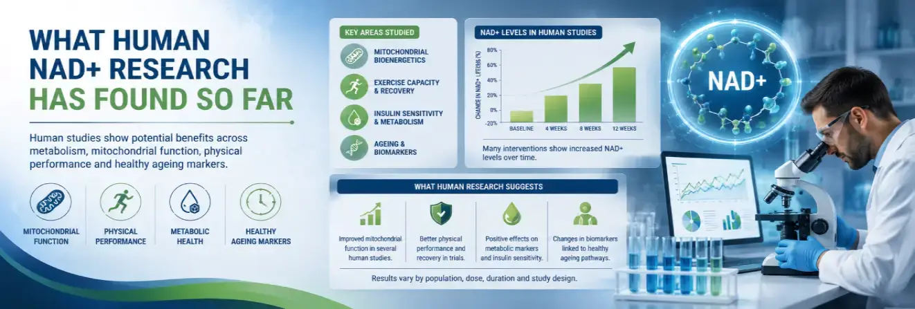What Human NAD+ Research Has Found So Far