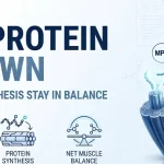 Muscle Protein Breakdown Explained