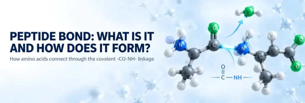 Peptide Bond