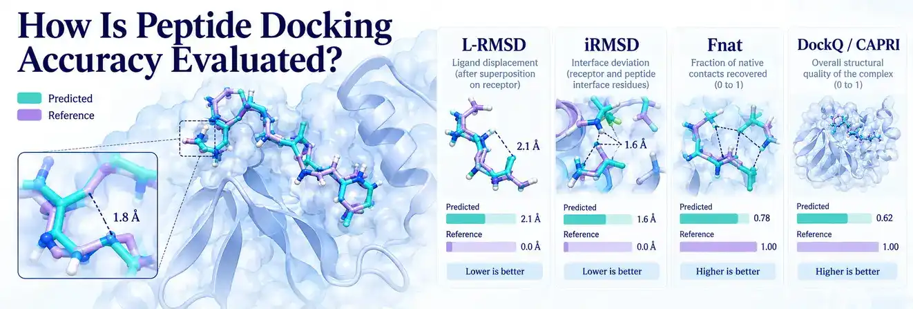 How Is Peptide Docking Accuracy Evaluated