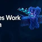 How Peptides Work in Research
